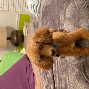 Meet your Posher, Anthony